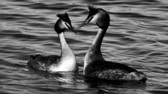 Tranquility water swan