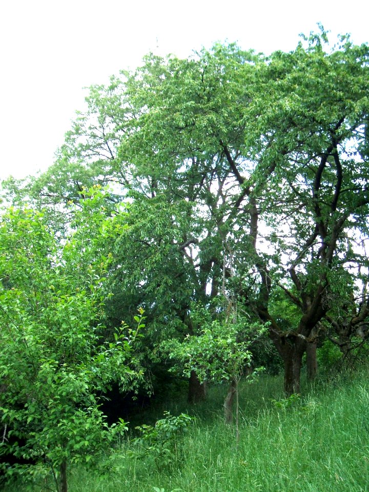 Speierling Dorheim F