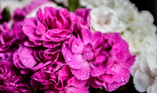 Nature close pink