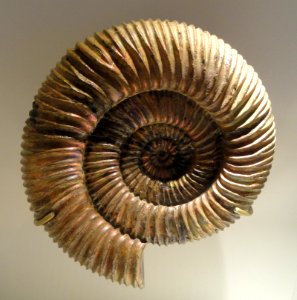 Speetoniceras sp., Late Jurassic to Early Cretaceous, Volga River, Russia - Houston Museum of Natural Science - DSC01890