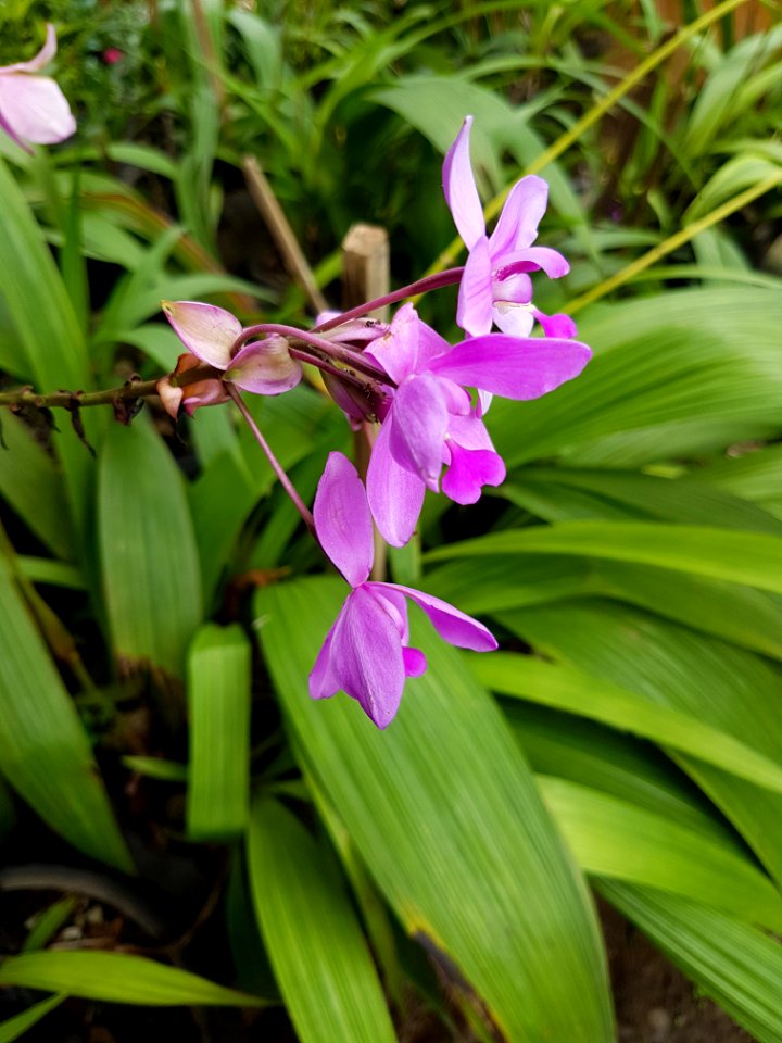 Spathoglottis plicata (Philippine ground orchid) 2