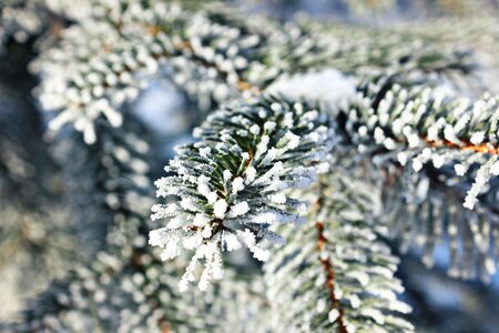 Snow frost winter