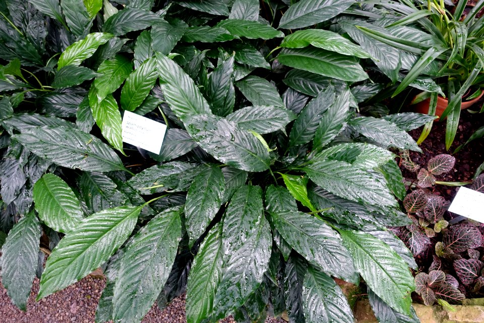 Spathiphyllum wallisii - Botanischer Garten - Heidelberg, Germany - DSC01079