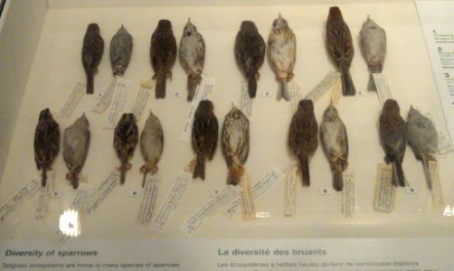 Sparrows - Royal Ontario Museum - DSC00164