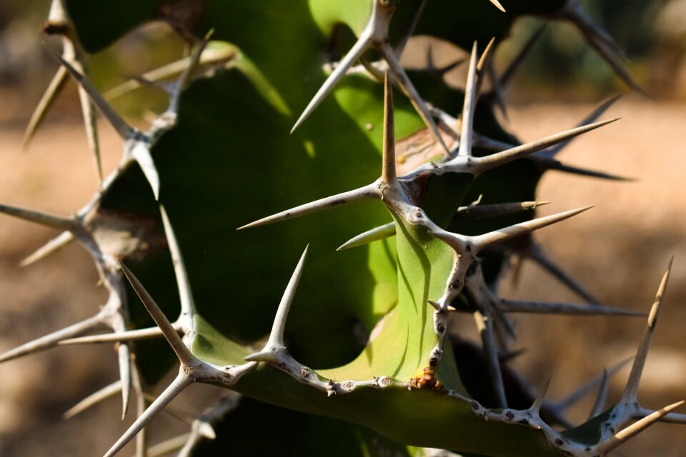 Nature summer thorny