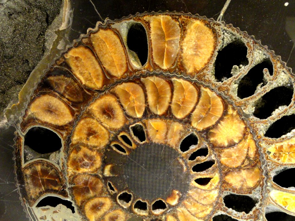 Speetoniceras sp., Late Jurassic to Early Cretaceous, Volga River, Russia - Houston Museum of Natural Science - DSC01906
