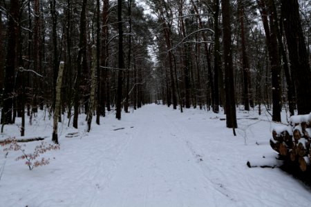 Spandauer Forst with snow 2021-02-09 61