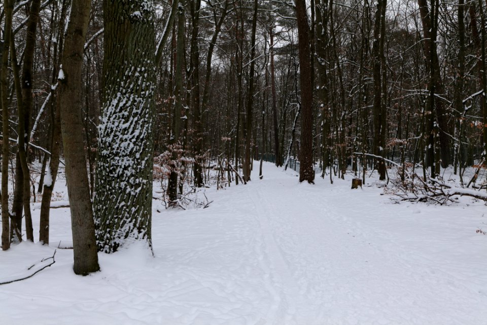Spandauer Forst with snow 2021-02-09 51