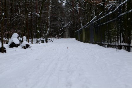 Spandauer Forst with snow 2021-02-09 55