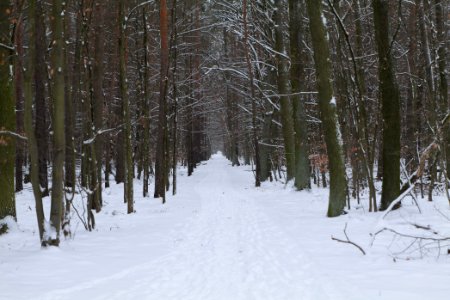 Spandauer Forst with snow 2021-02-09 54