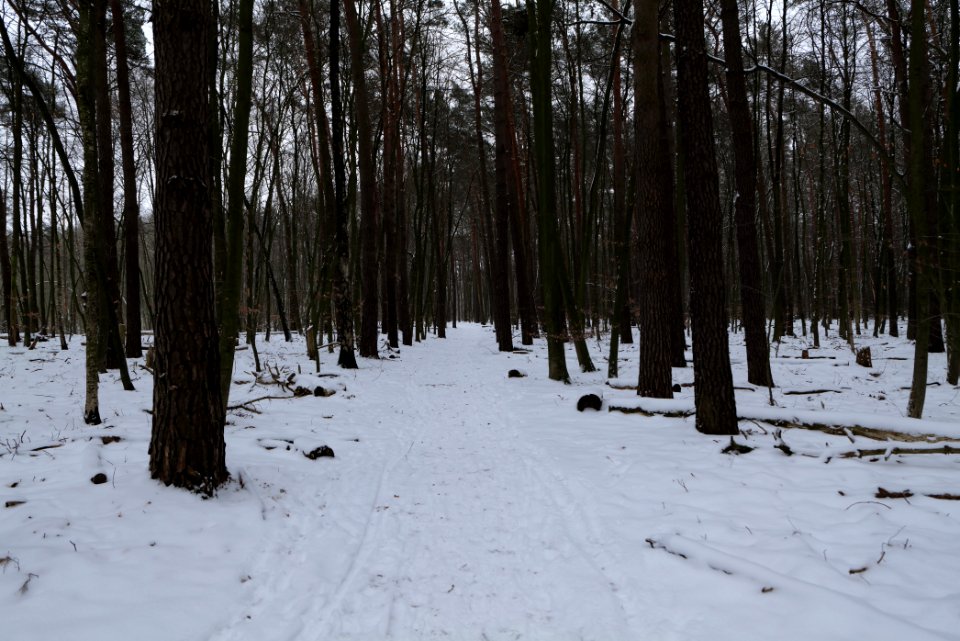 Spandauer Forst with snow 2021-02-09 59