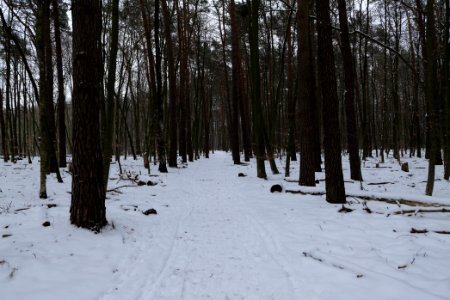 Spandauer Forst with snow 2021-02-09 59