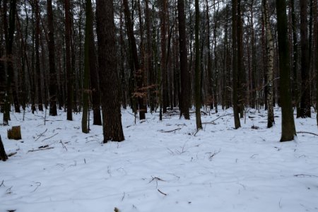 Spandauer Forst with snow 2021-02-09 58