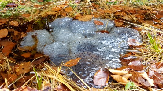 Spa-Kikkerdril in de bossen (3)