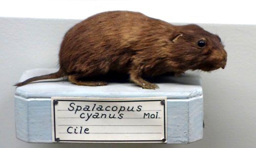 Spalacopus cyanus - Museo Civico di Storia Naturale Giacomo Doria - Genoa, Italy - DSC02864