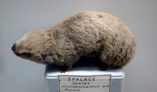 Spalax microphthalmus - Museo Civico di Storia Naturale Giacomo Doria - Genoa, Italy - DSC02852