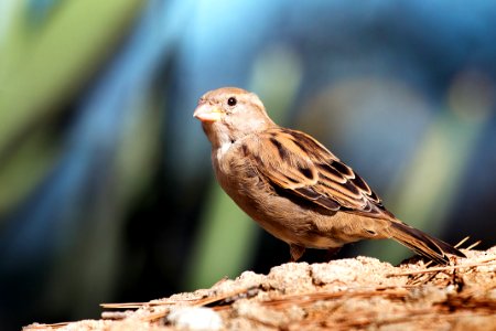 Sparrow (49773264) photo