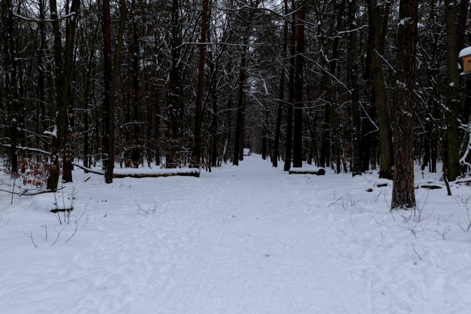 Spandauer Forst with snow 2021-02-09 63
