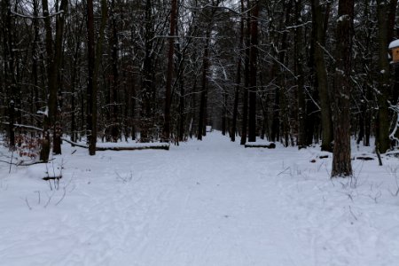 Spandauer Forst with snow 2021-02-09 63