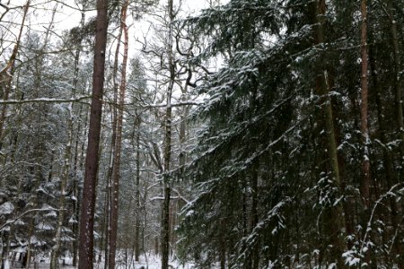 Spandauer Forst near Rohrpfuhl with snow 2021-02-09 09