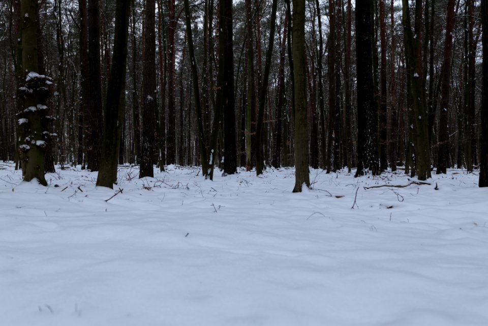 Spandauer Forst with snow 2021-02-09 60