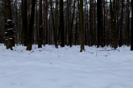 Spandauer Forst with snow 2021-02-09 60