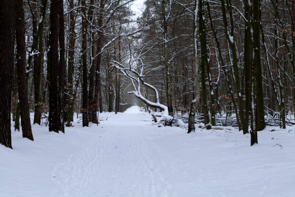 Spandauer Forst with snow 2021-02-09 57