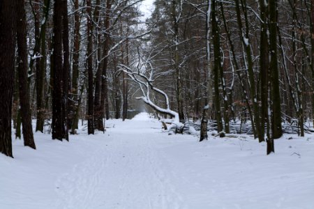Spandauer Forst with snow 2021-02-09 57