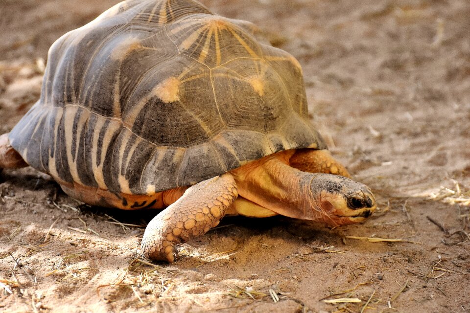 Tortoise reptile armored