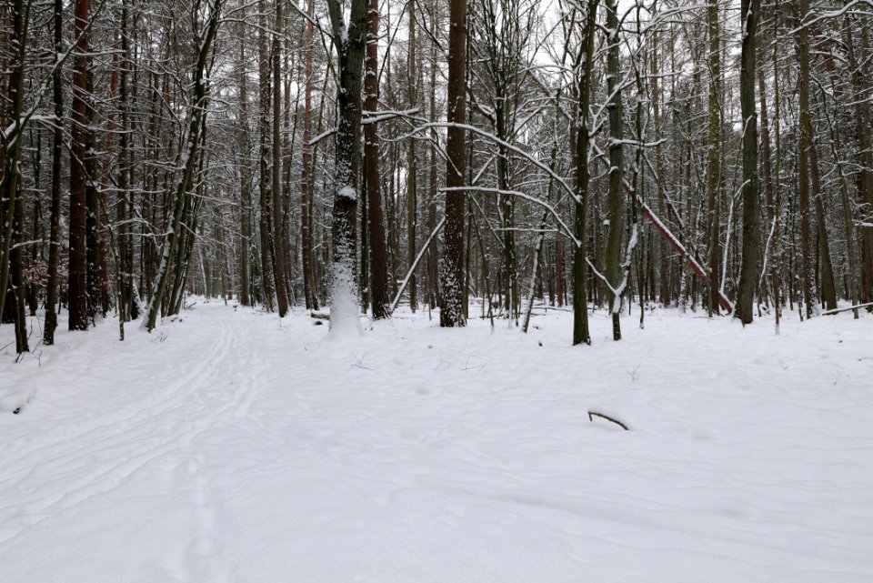 Spandauer Forst near Rohrpfuhl with snow 2021-02-09 03