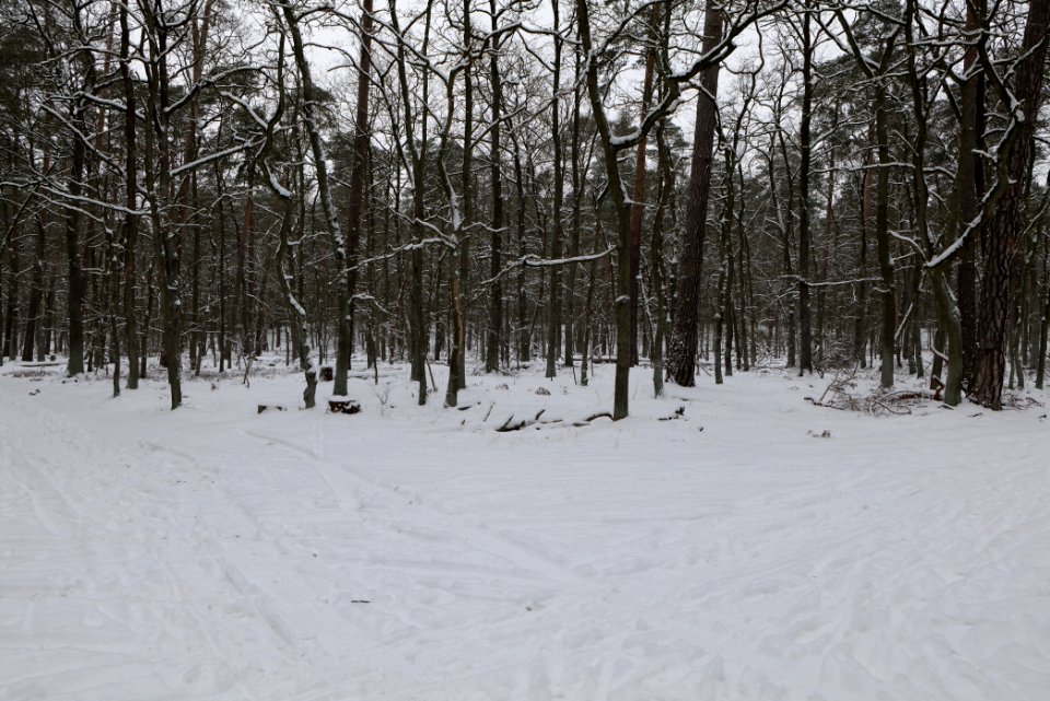 Spandauer Forst with snow 2021-02-09 36
