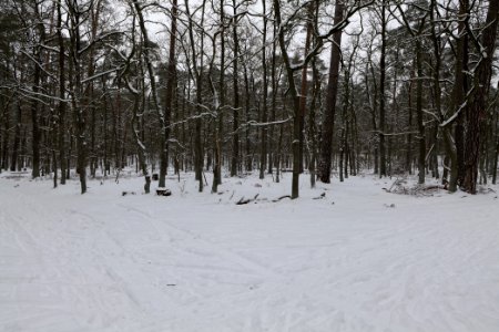 Spandauer Forst with snow 2021-02-09 36