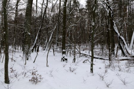 Spandauer Forst with snow 2021-02-09 43