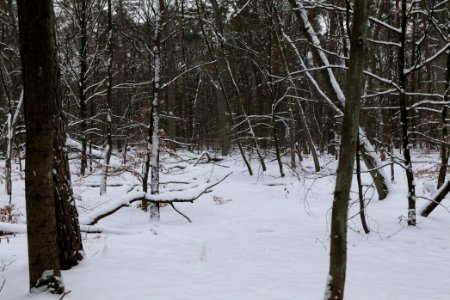 Spandauer Forst with snow 2021-02-09 50