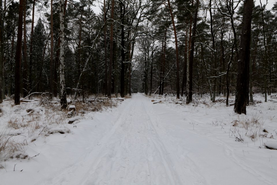 Spandauer Forst with snow 2021-02-09 41