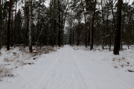 Spandauer Forst with snow 2021-02-09 41