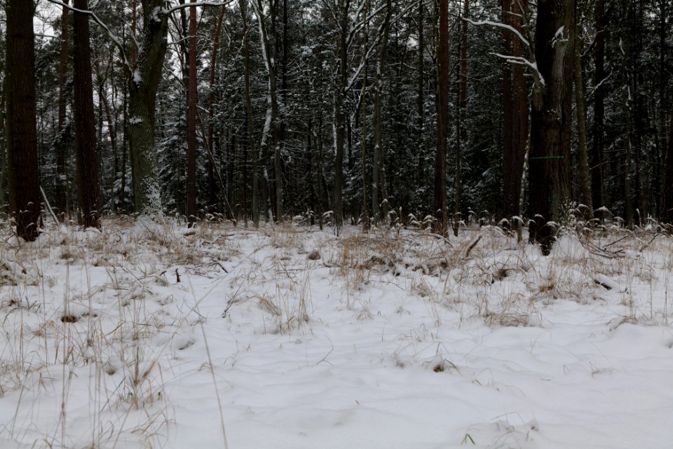 Spandauer Forst with snow 2021-02-09 40