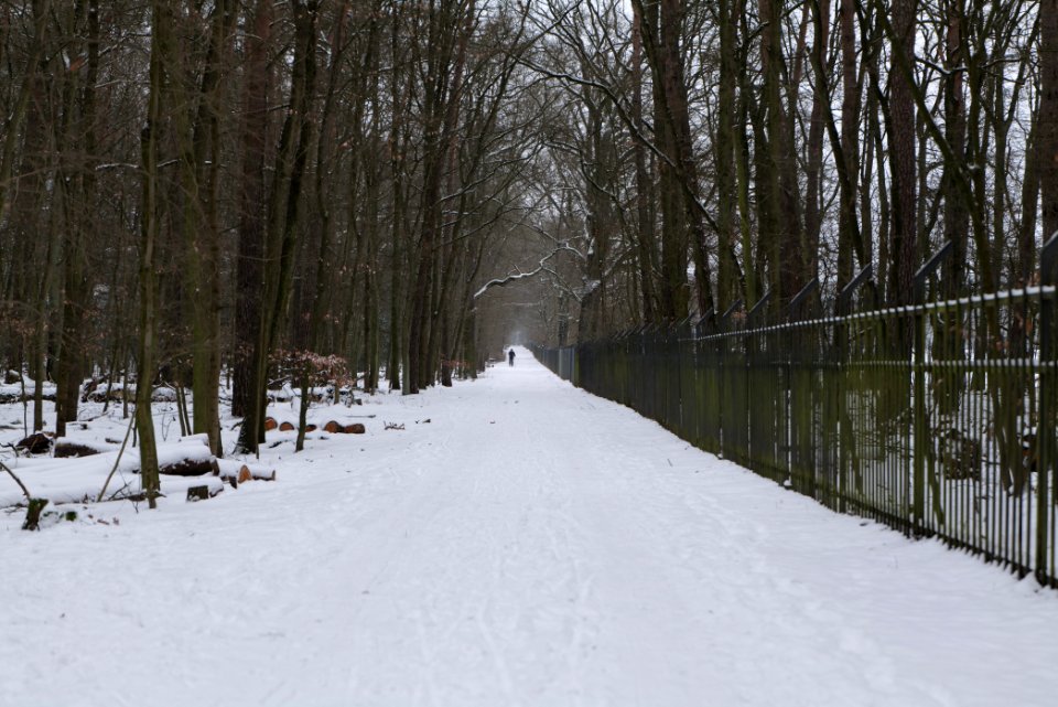 Spandauer Forst with snow 2021-02-09 52