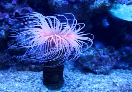 Aktinien anthozoa sea