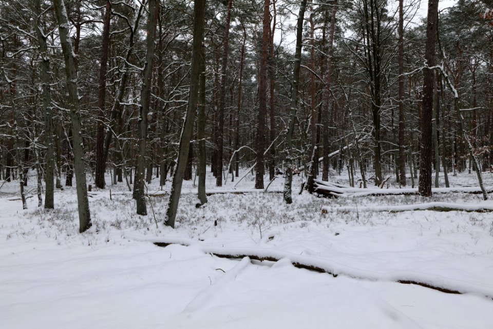 Spandauer Forst with snow 2021-02-09 23