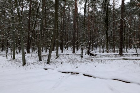 Spandauer Forst with snow 2021-02-09 23