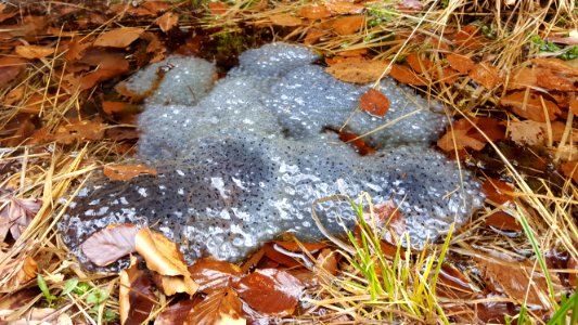 Spa-Kikkerdril in de bossen (1)