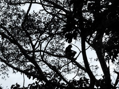 Tree sittig animal