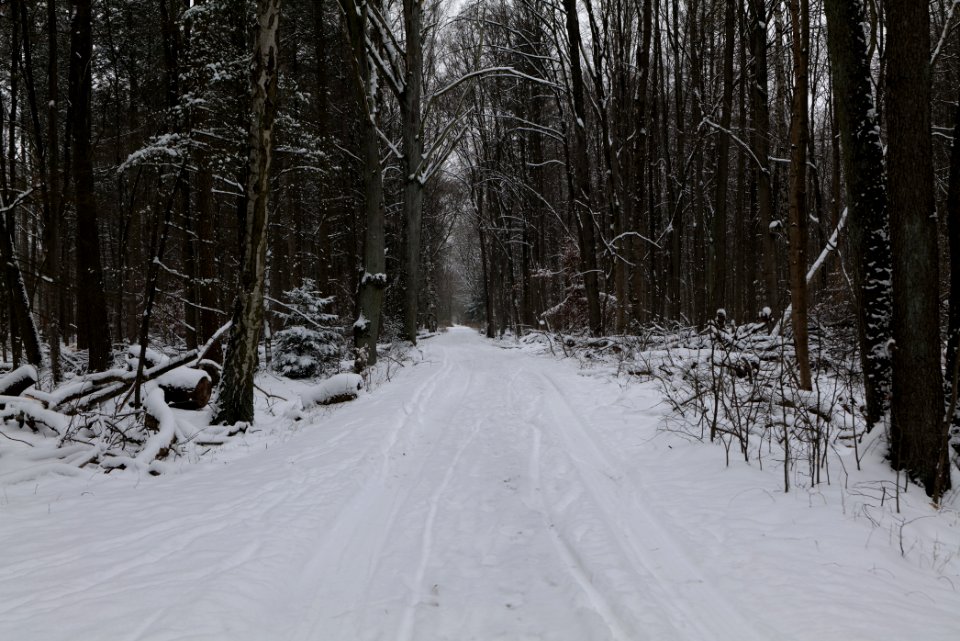 Spandauer Forst with snow 2021-02-09 07
