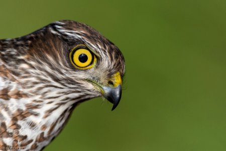 Sparrowhawk (232449175)
