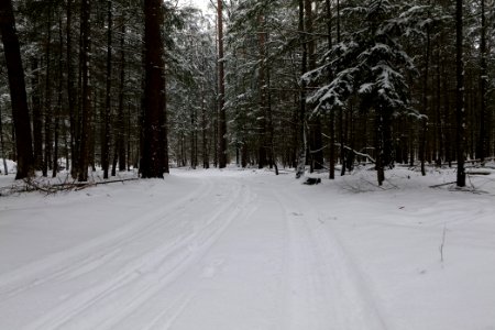 Spandauer Forst near Rohrpfuhl with snow 2021-02-09 11