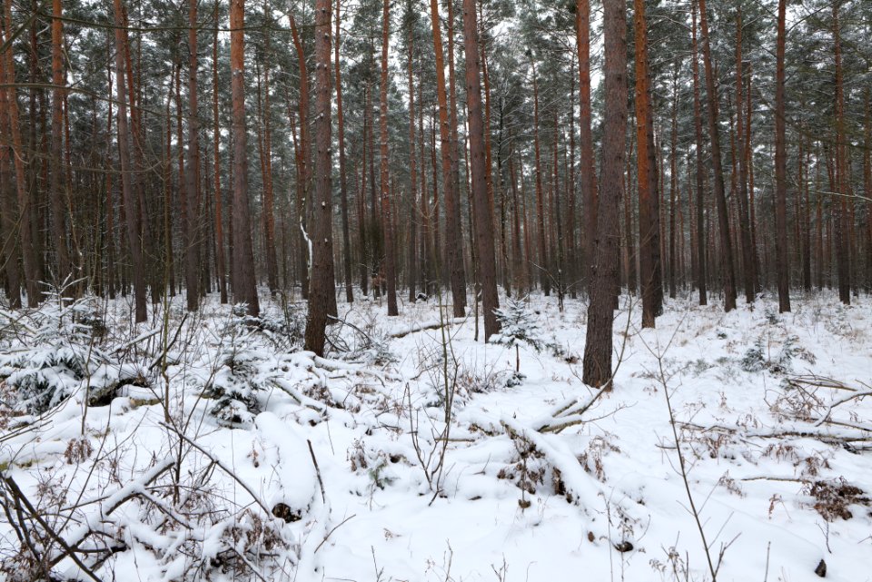 Spandauer Forst with snow 2021-02-09 10