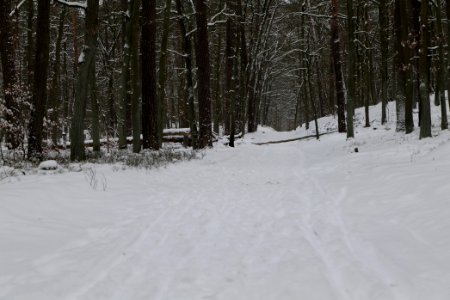 Spandauer Forst with snow 2021-02-09 28