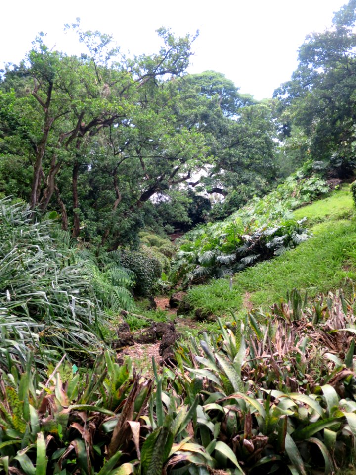 Spalding House Japanese stroll garden, (Honolulu)
