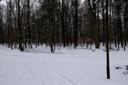 Spandauer Forst with snow 2021-02-09 06